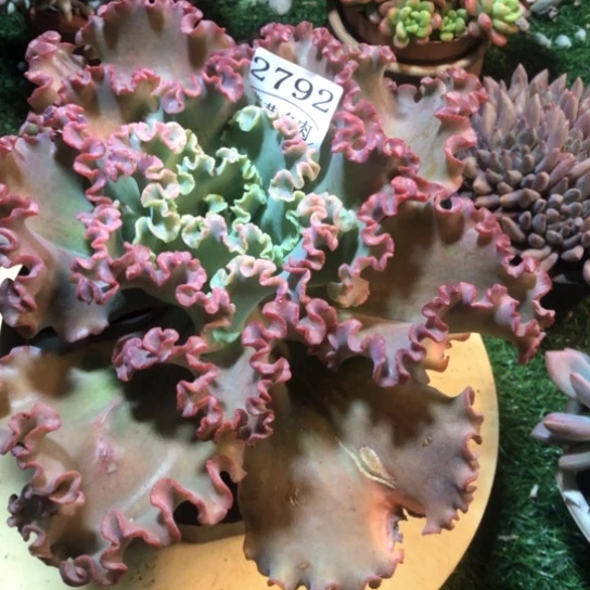 舞会红裙，2792，一物一拍