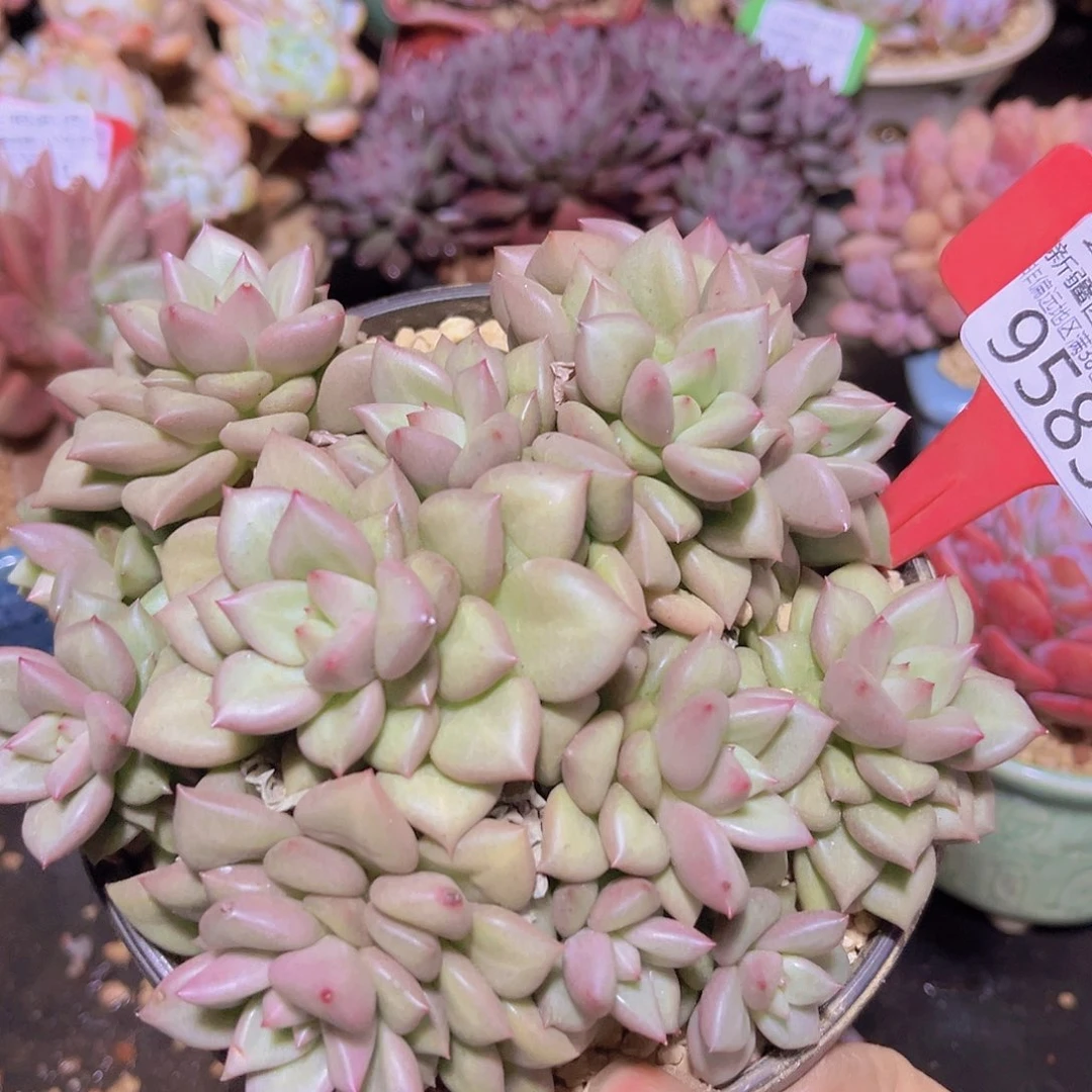 9583黄金象牙 多肉植物