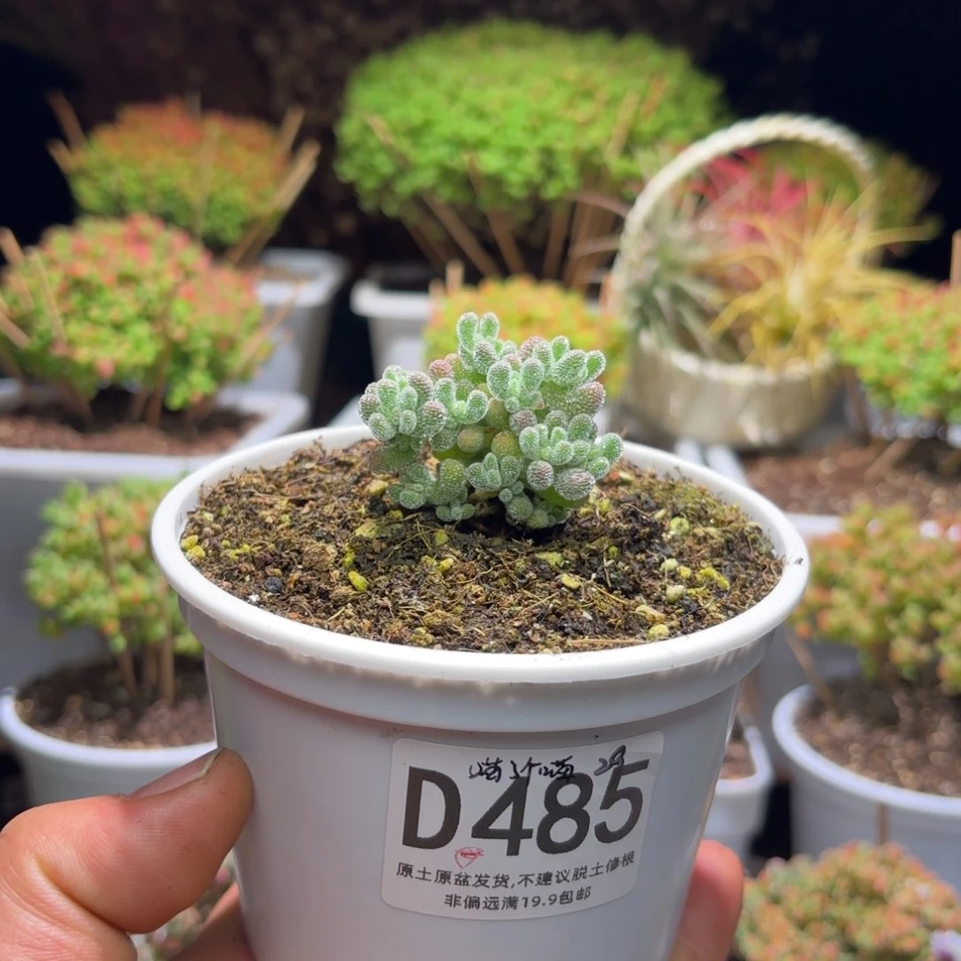 喵**喵枝干番杏vip88折D485