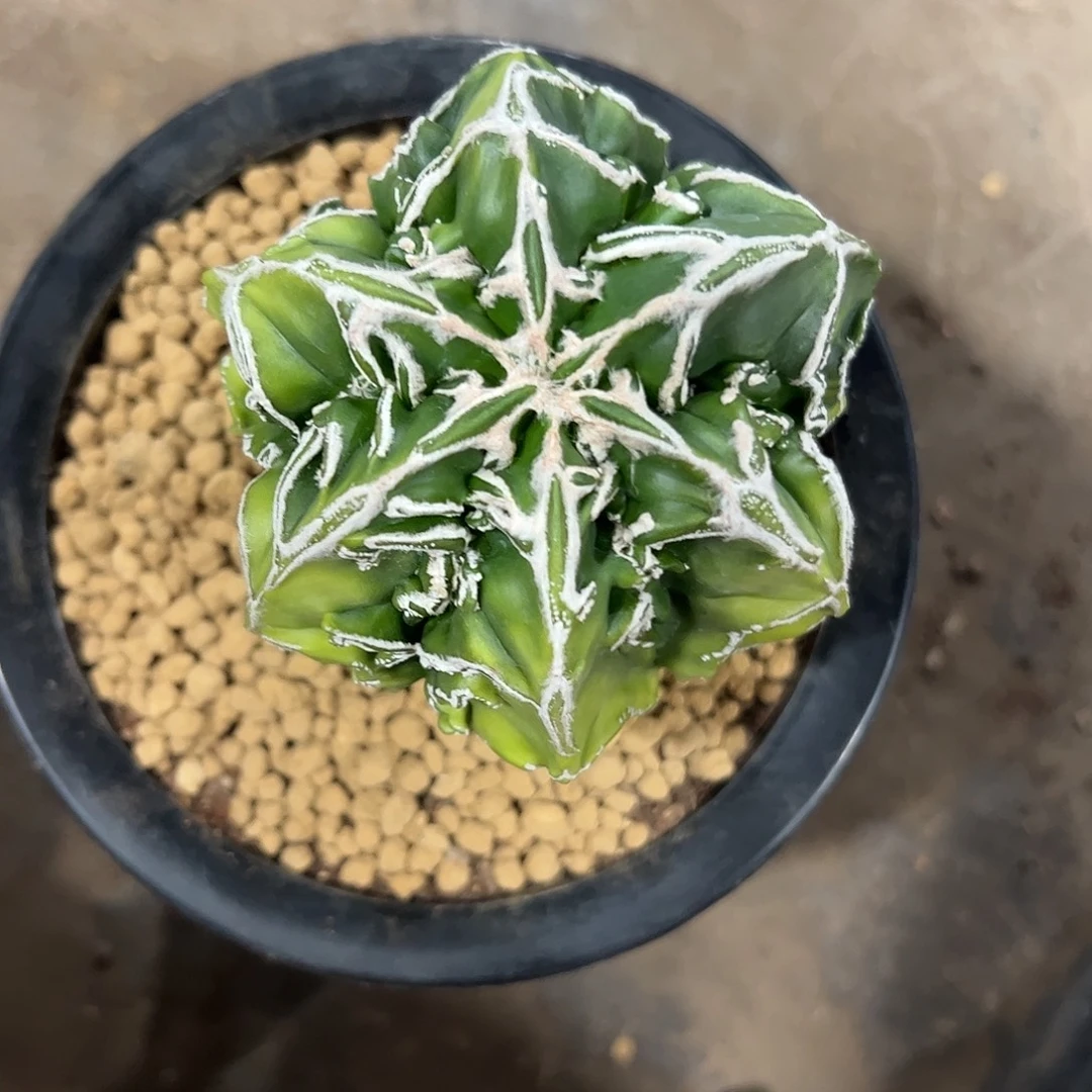 龘***龘实生鸾凤玉锦一物一拍