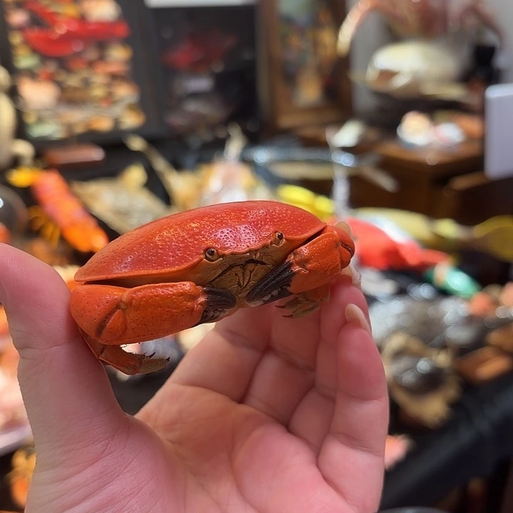 真实正直爱洁蟹标本