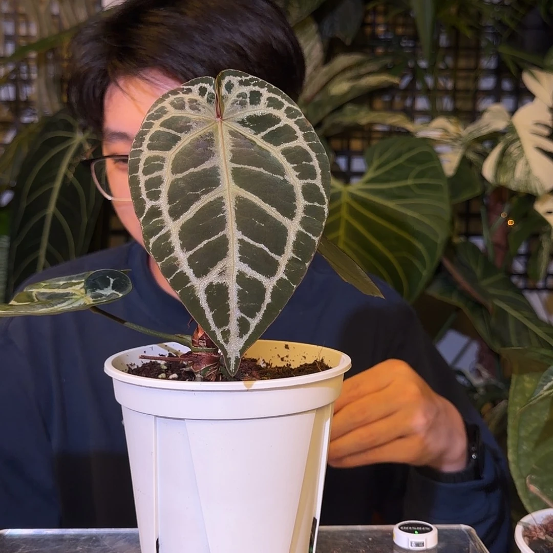 完全开放H73 优选小钻石杂银色闪光