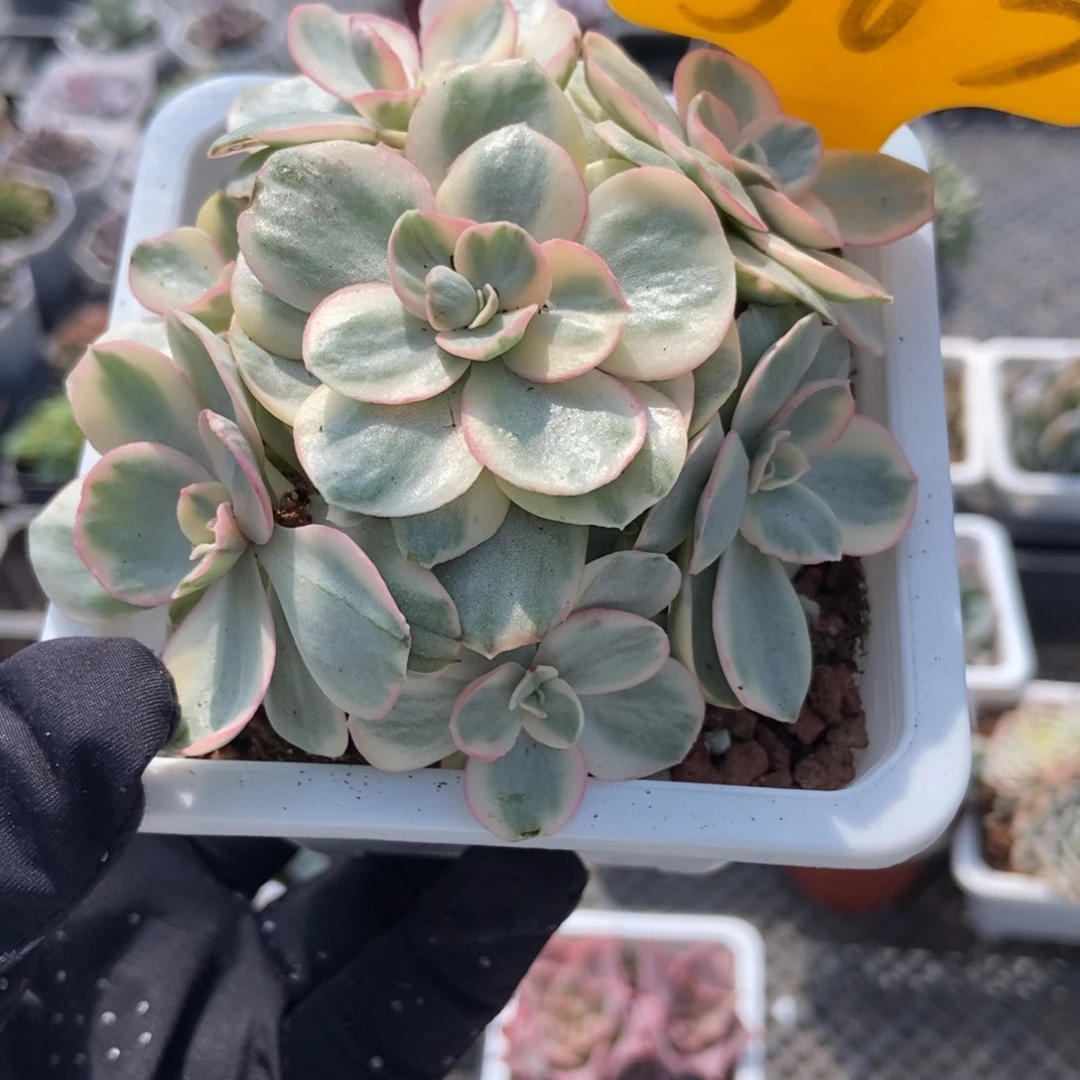 563秀妍锦多肉植物