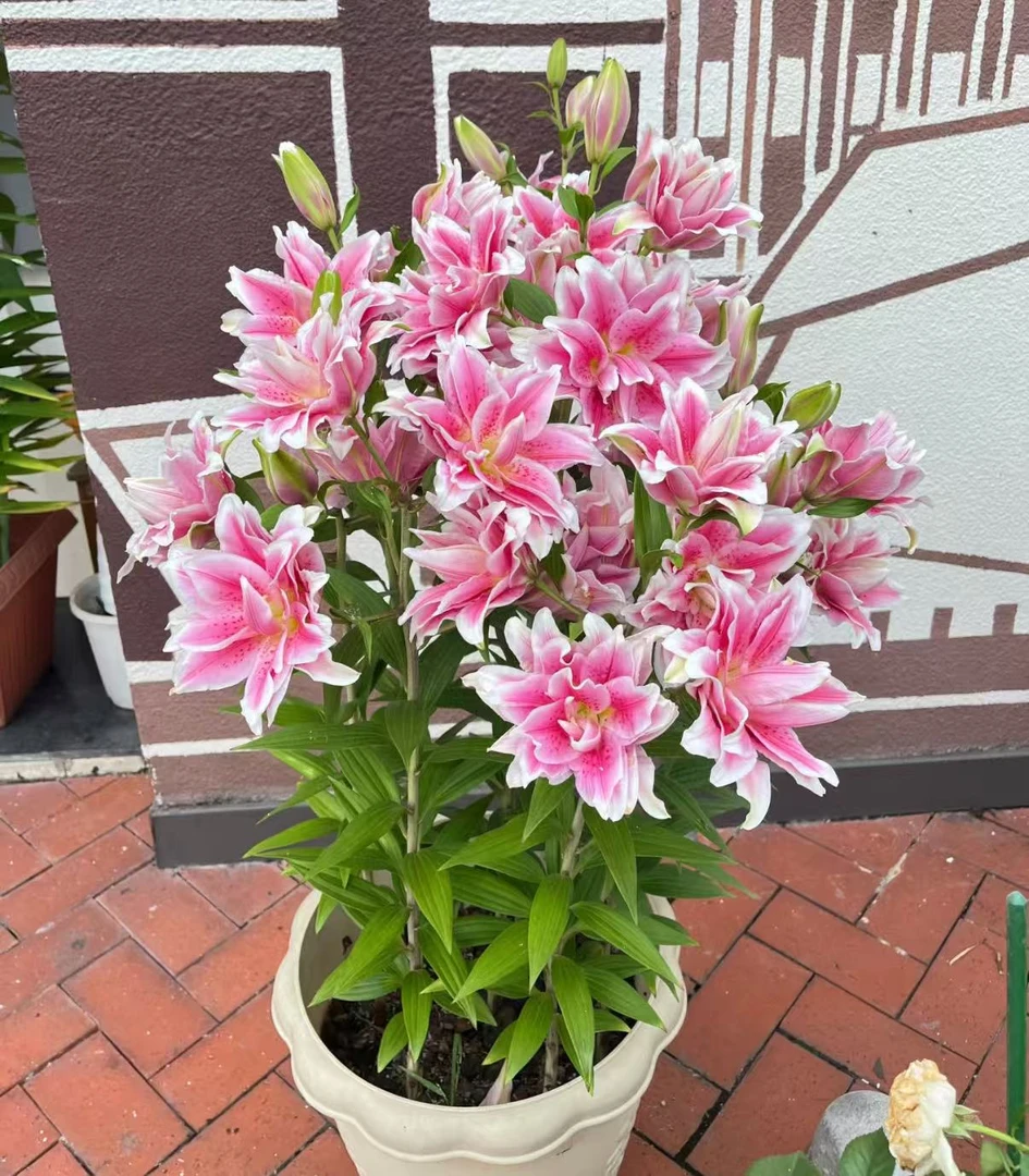 买三送一荷兰进口百合盆栽大球四季开大花浓香型耐寒耐热花卉绿植
