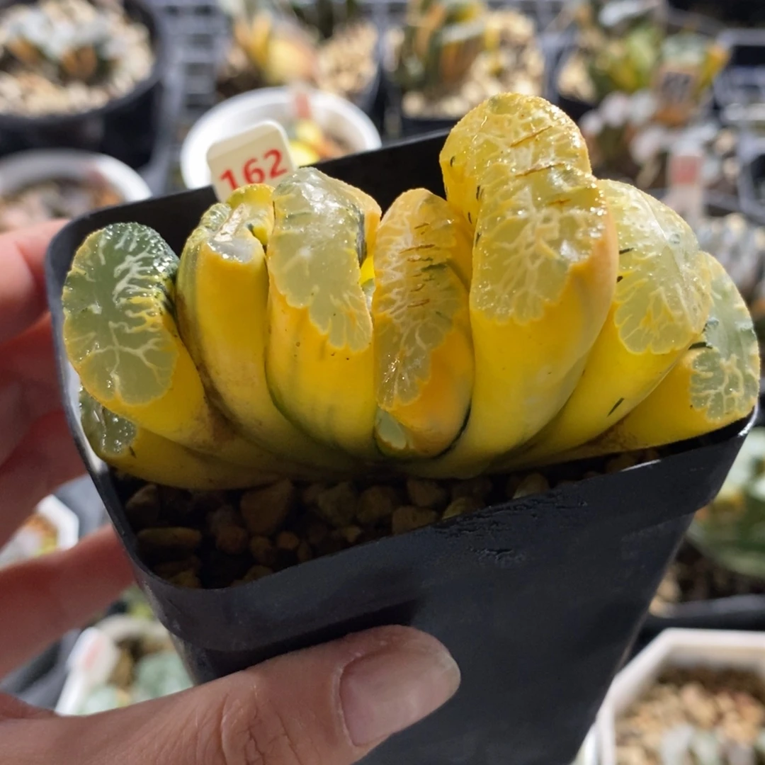 162湖斑北宅玉扇锦一物一图