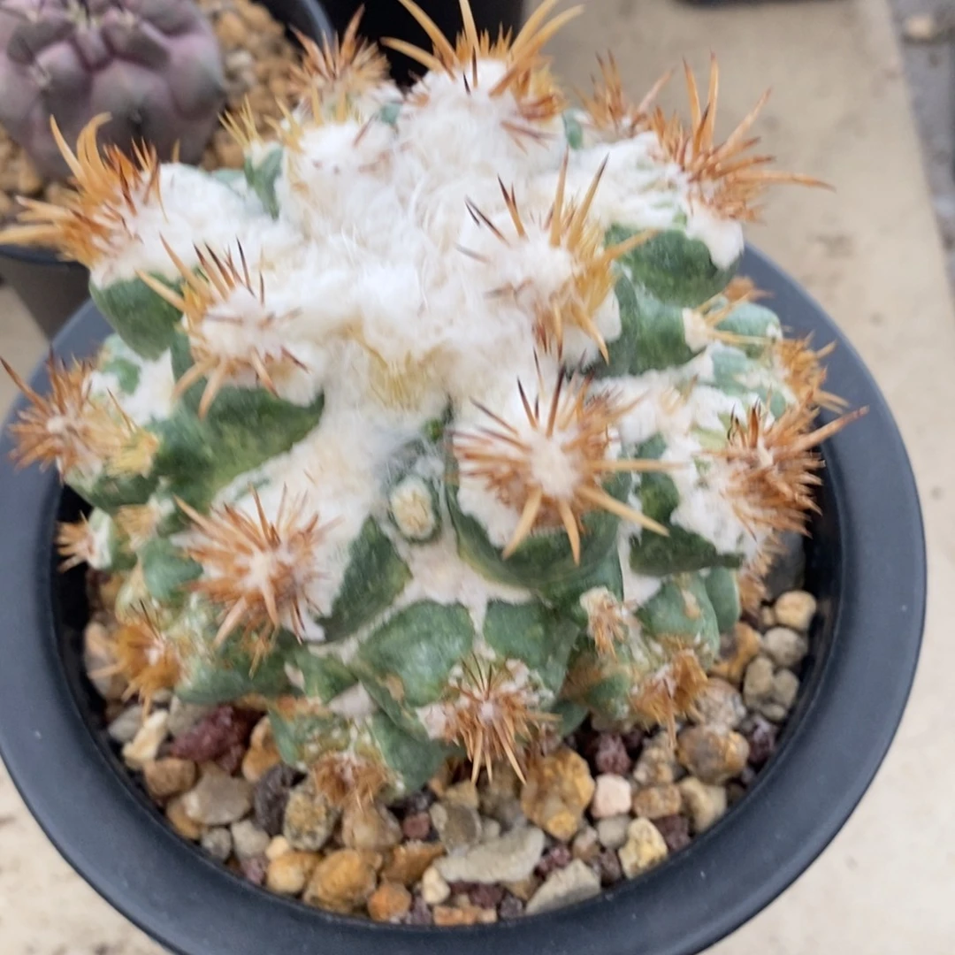 象牙刺缀自根仙人球