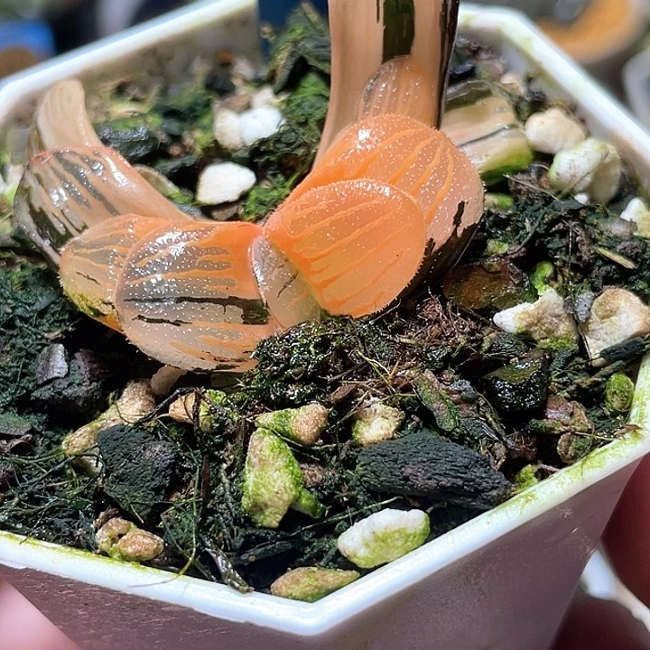 696夜想锦特选福利