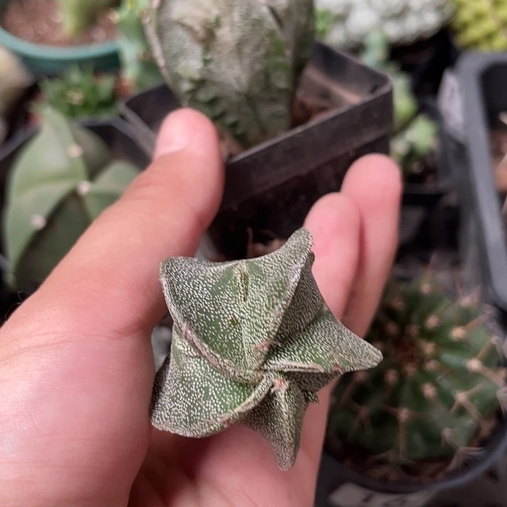 164仙人球开花植物