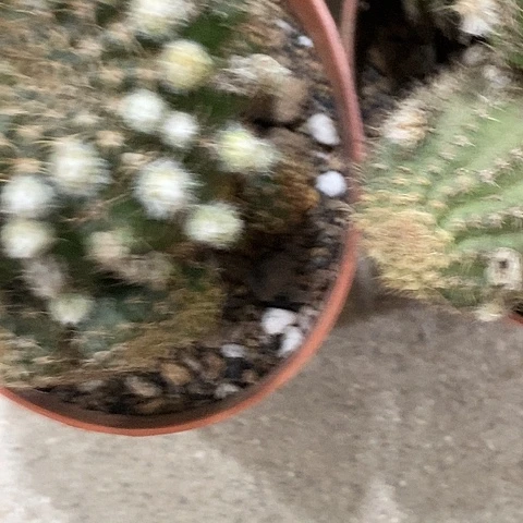 多色丽花，25789990