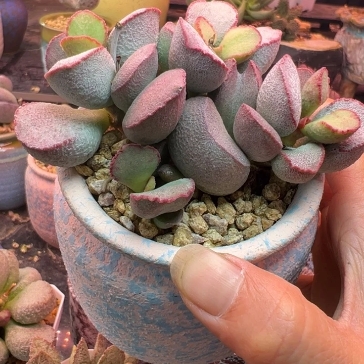 古***吉祥如意的一个小故事