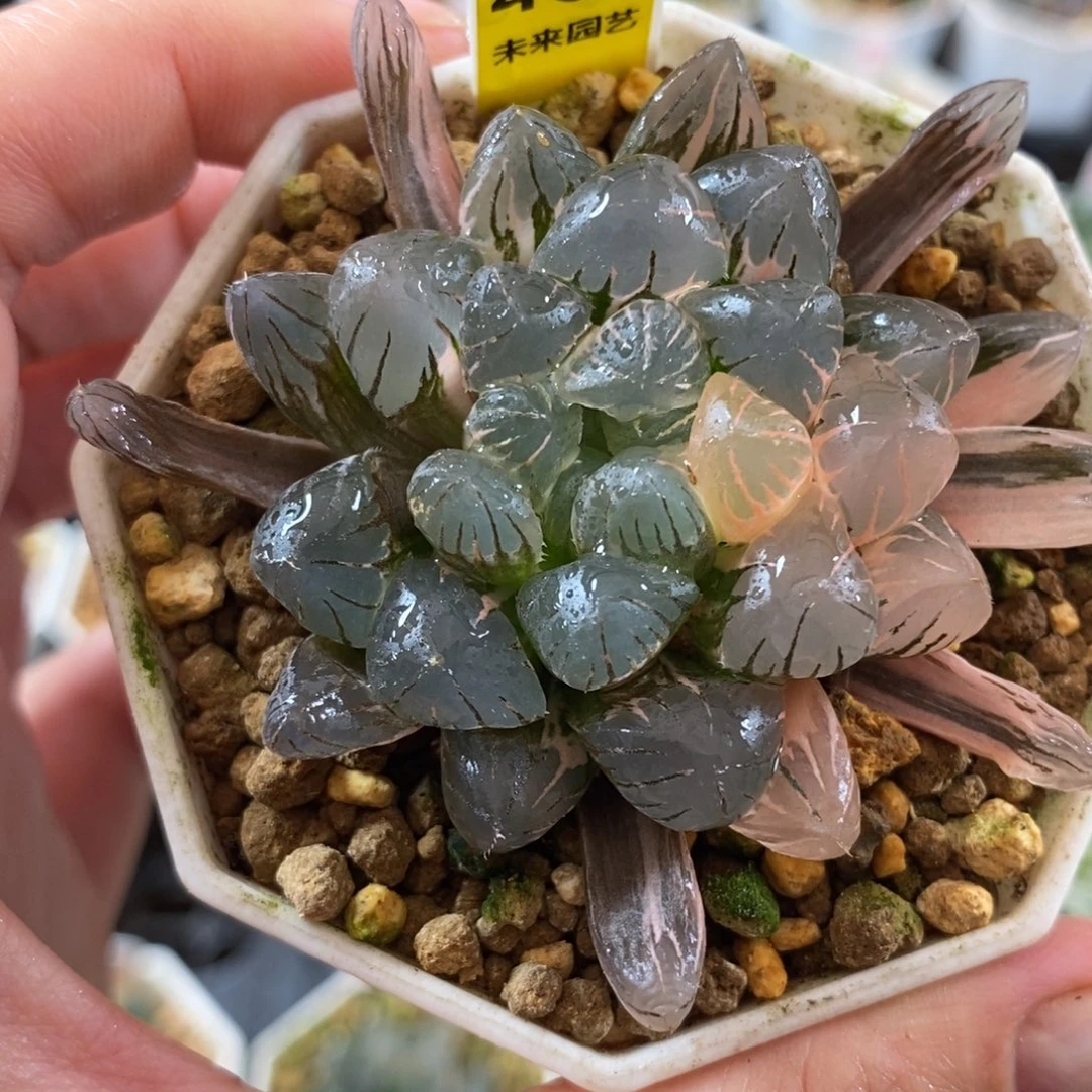 469冰灯玉露锦一物一图