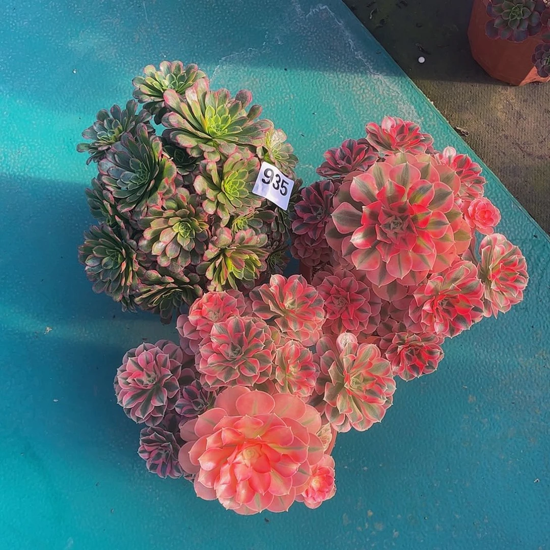 多肉组合000000935