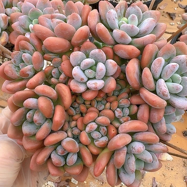 红洛神多肉植物精华