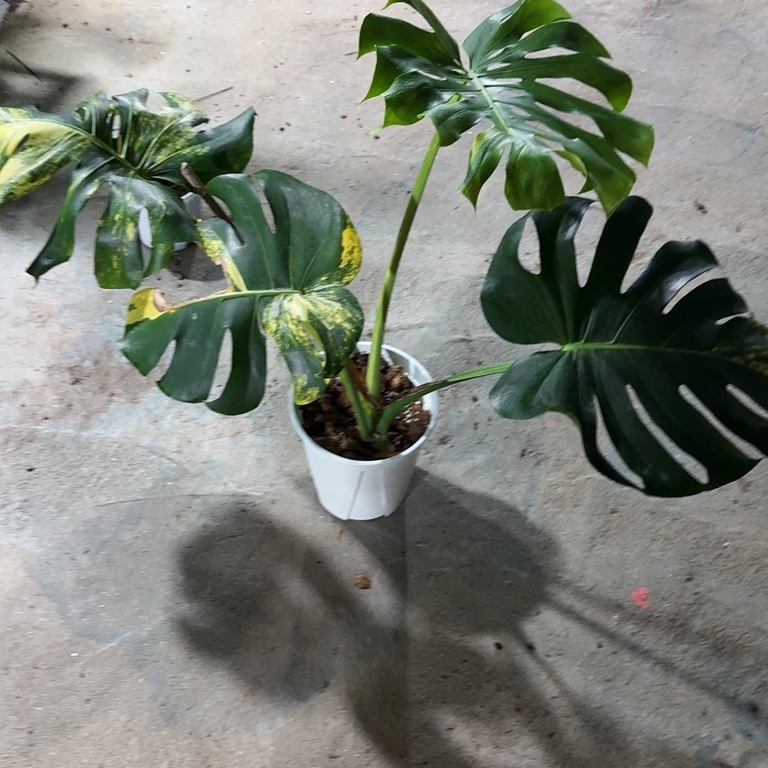 消***K无花朵龟背竹植物一物一拍