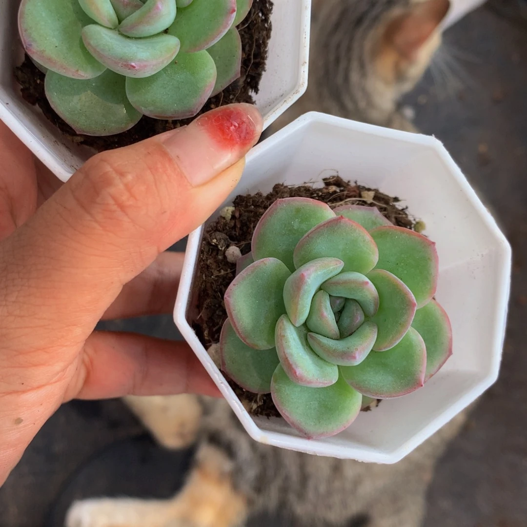 泡芙 （满9.99包邮不满9.99发叶子）