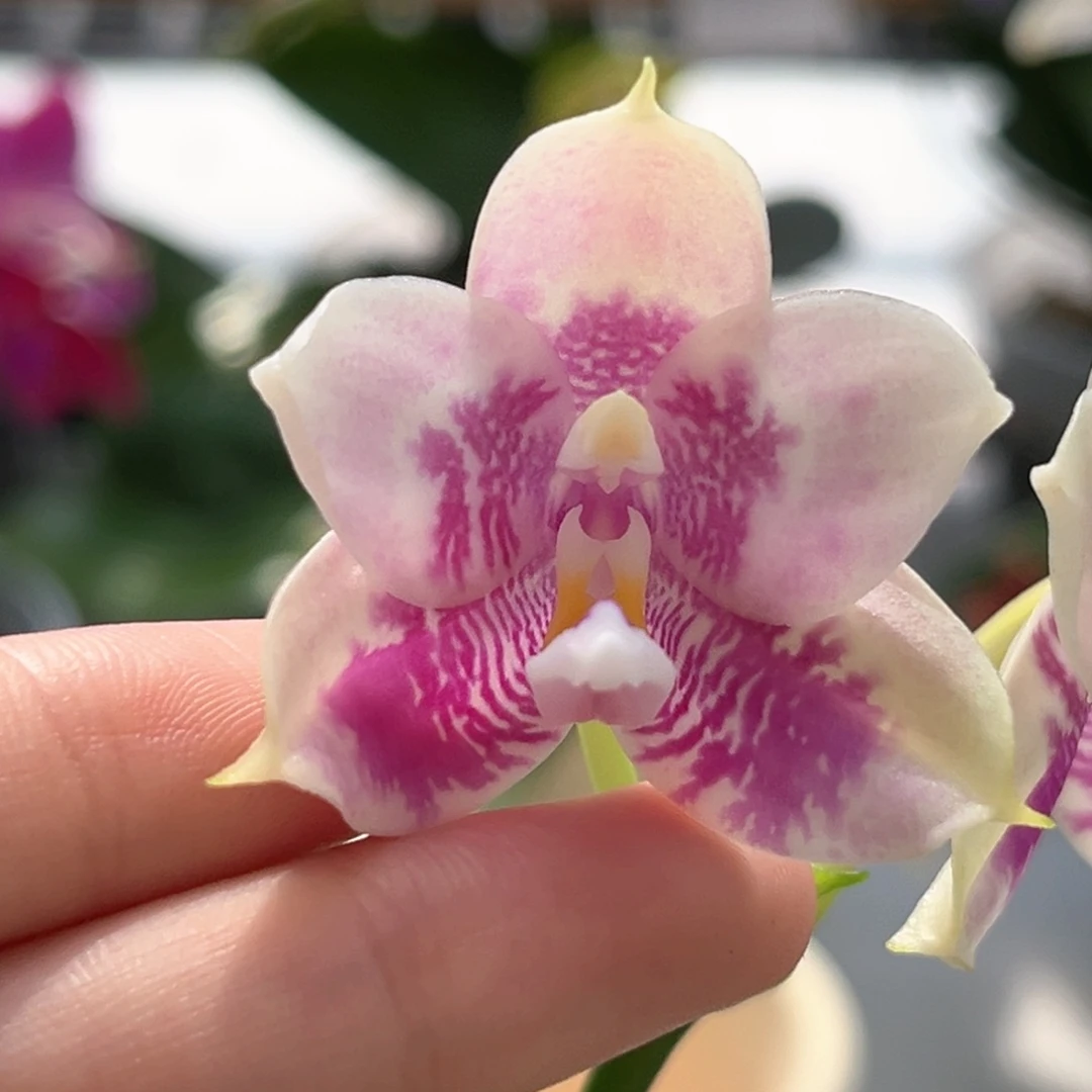 完全开放2.5寸蓝熊交蓝孔雀开花株