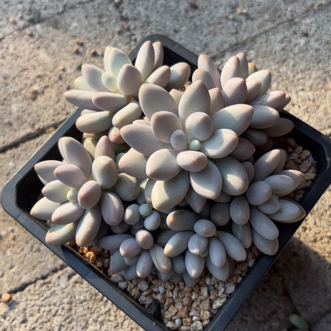 无花朵橙色恋人1111