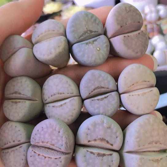 无花朵0755，2.5-3.3厘米粉唇