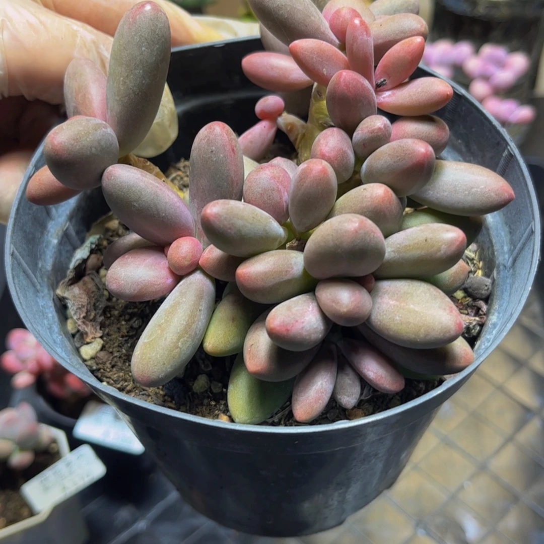 168糖果美人11厘米多肉