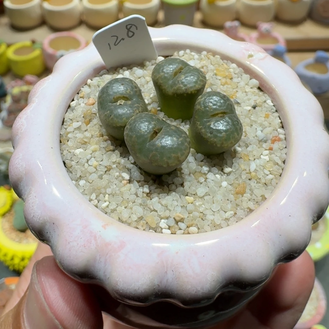 蘑菇1371勋章多肉植物