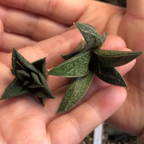 木立龙鳞龙虎霸无根2颗一起发货