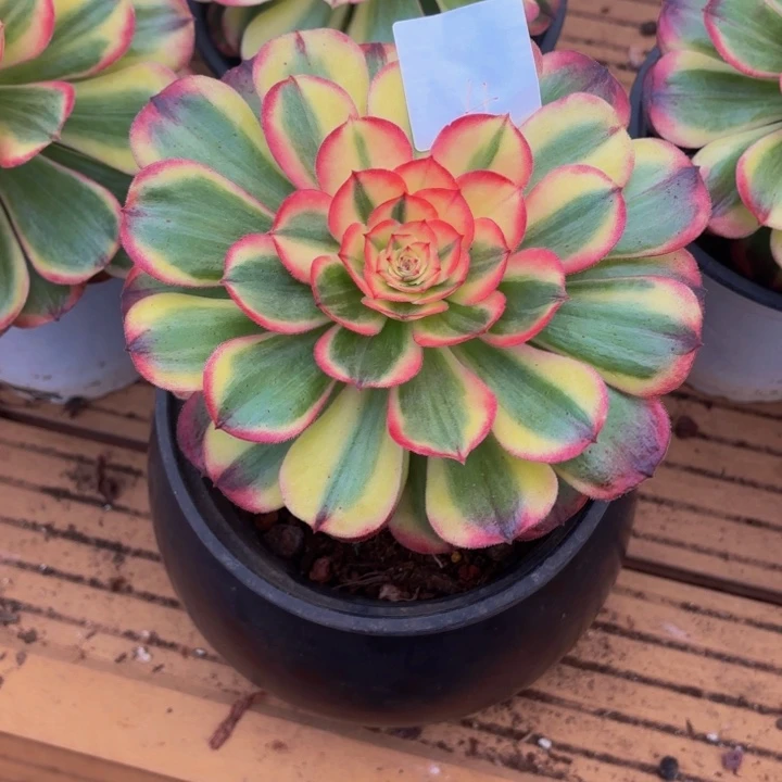 云南海神好看4号拍拍拍