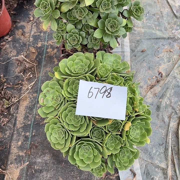 凤***舞两颗法师组合多肉