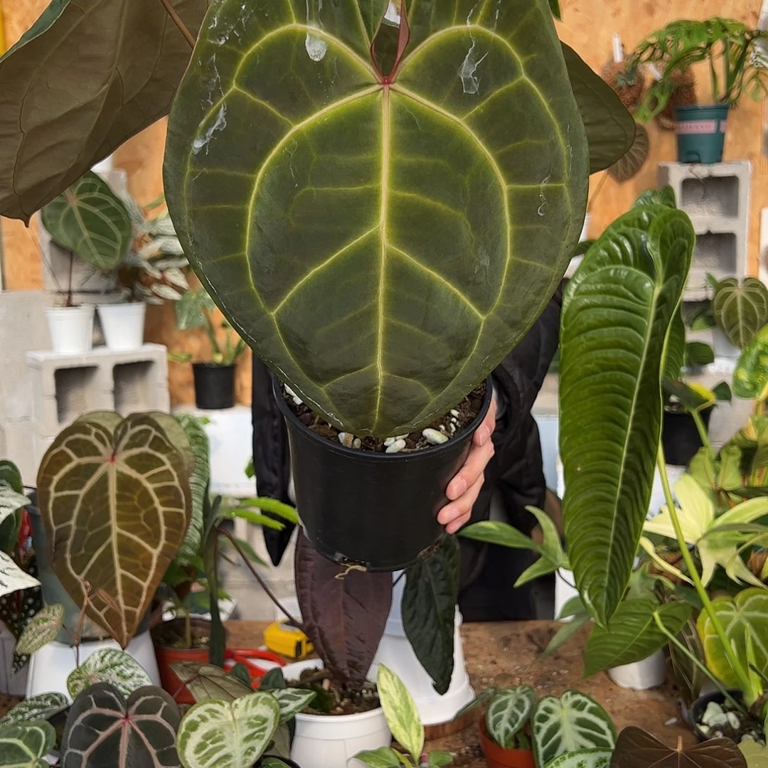 完全开放老桩花烛