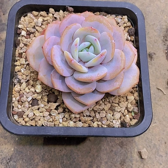 牡*奶茶多肉植物