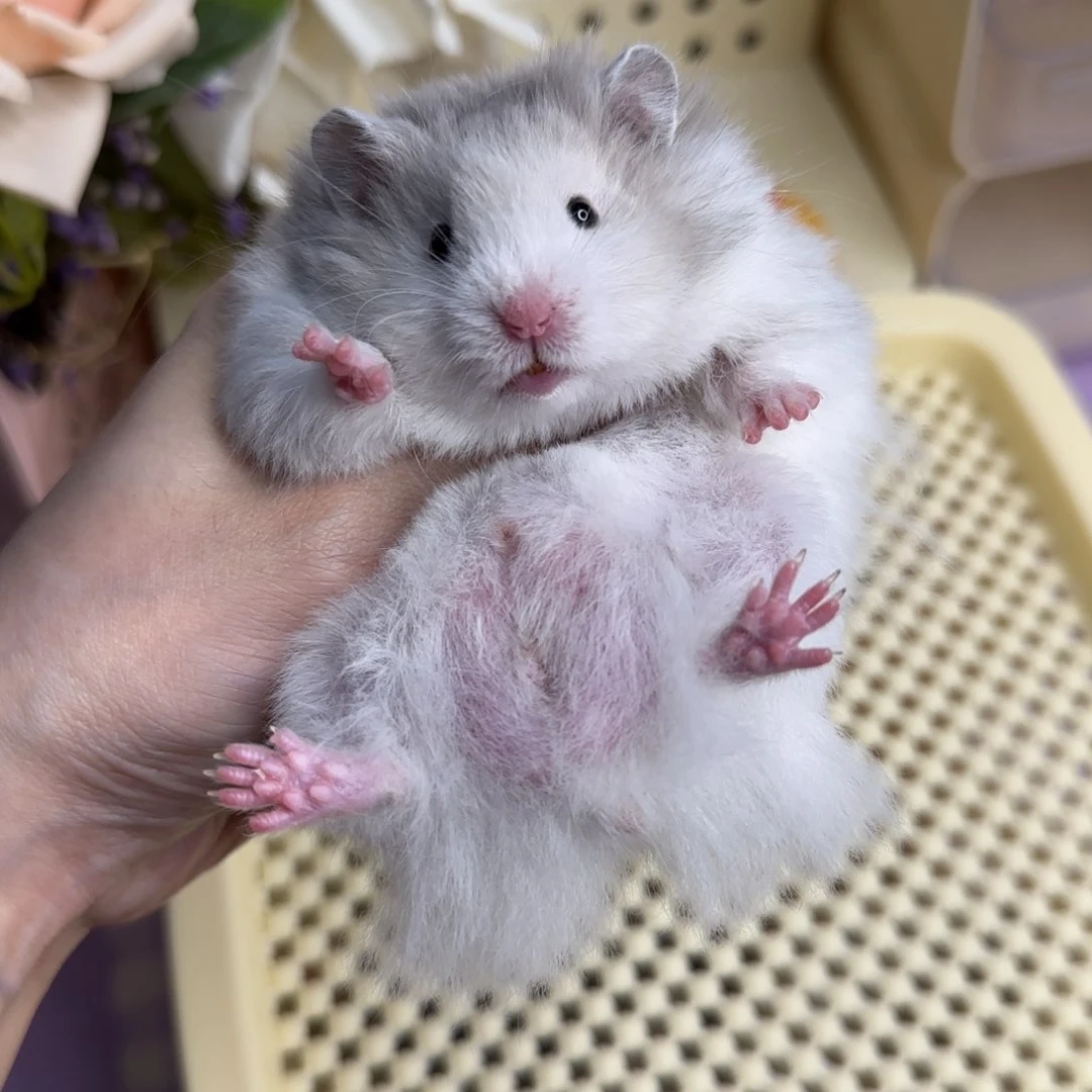 42蓝火波弟弟4.18生日