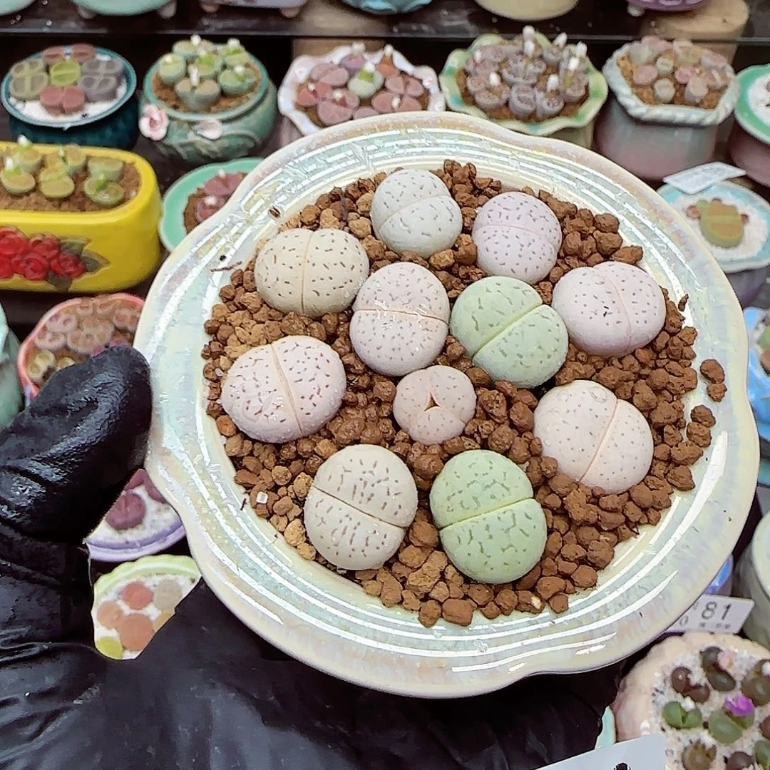 生石花满18包邮1120-88