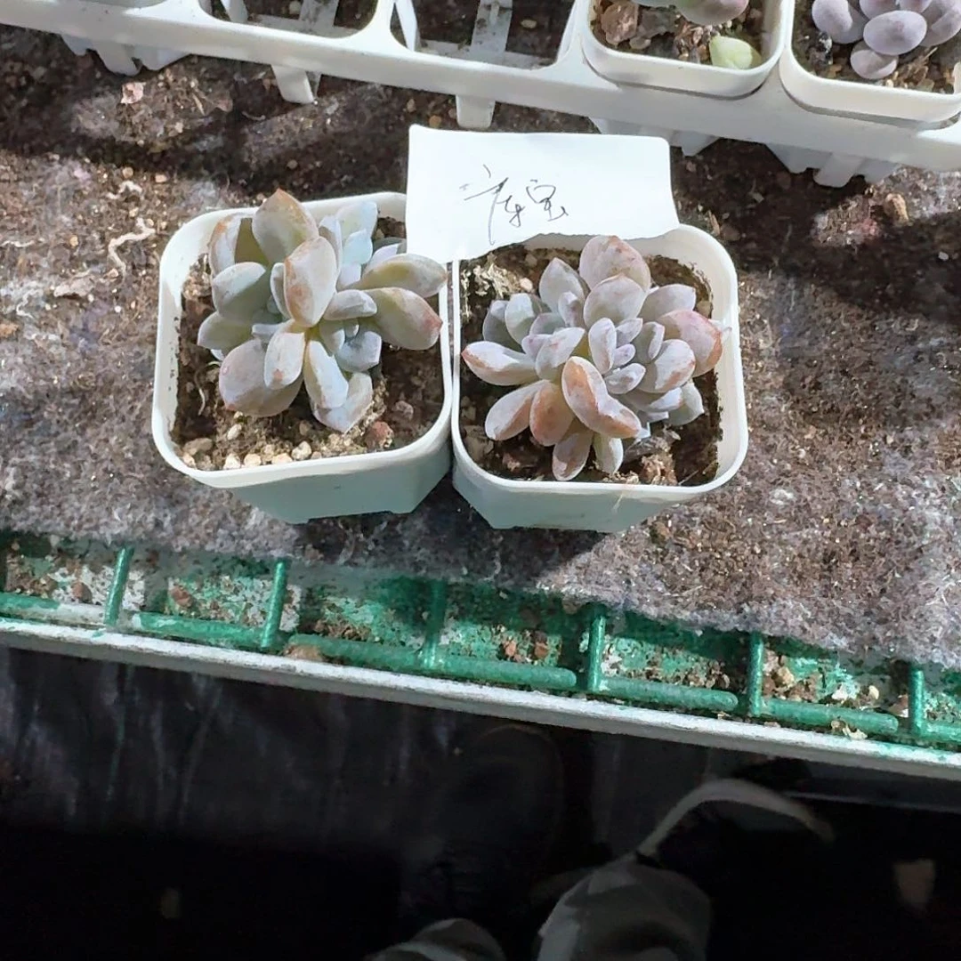 库宝一物一拍专拍