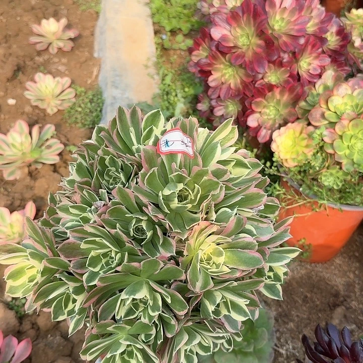 多肉植物白凤12无售后