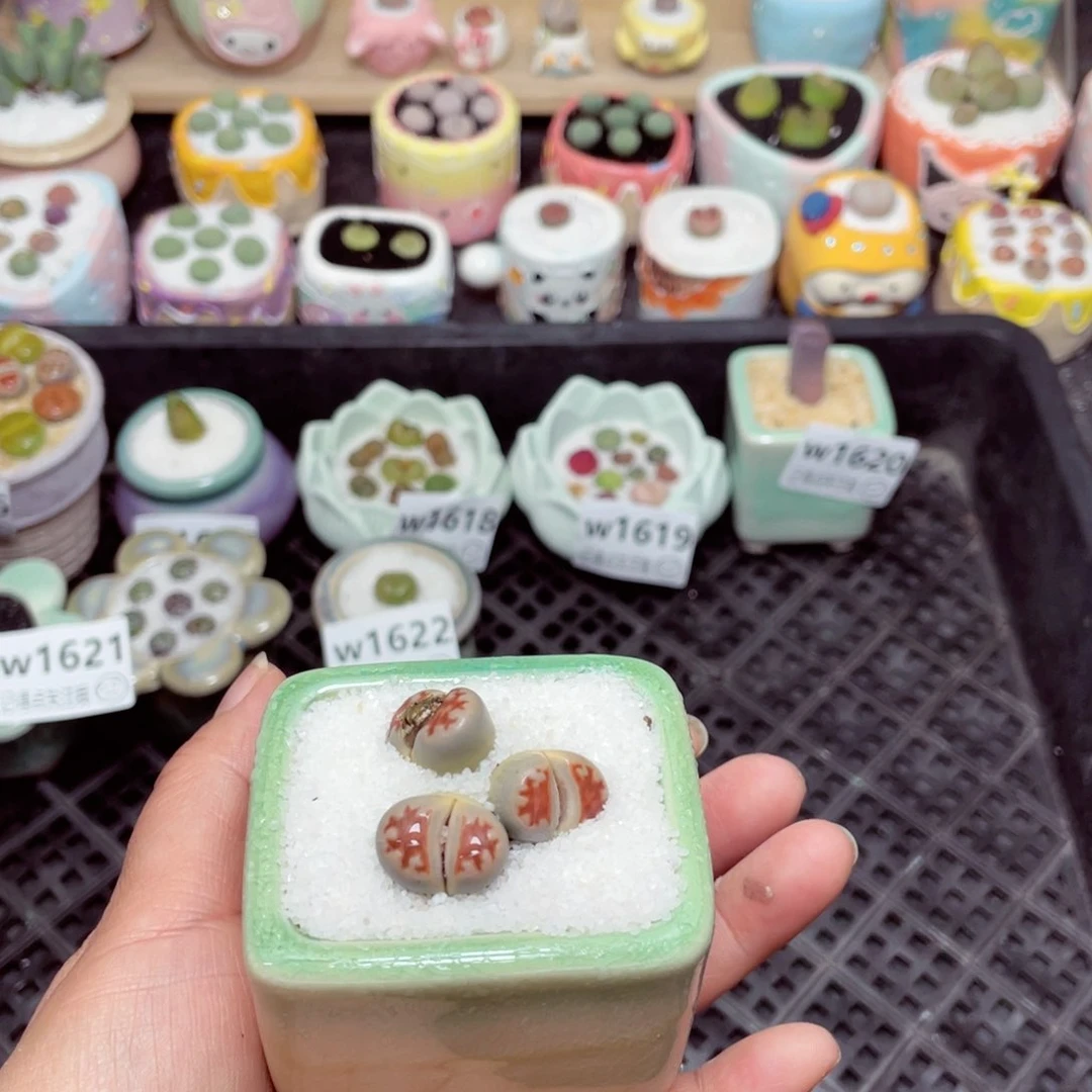 w1623 -零下地区拍保温箱-15支持寄养