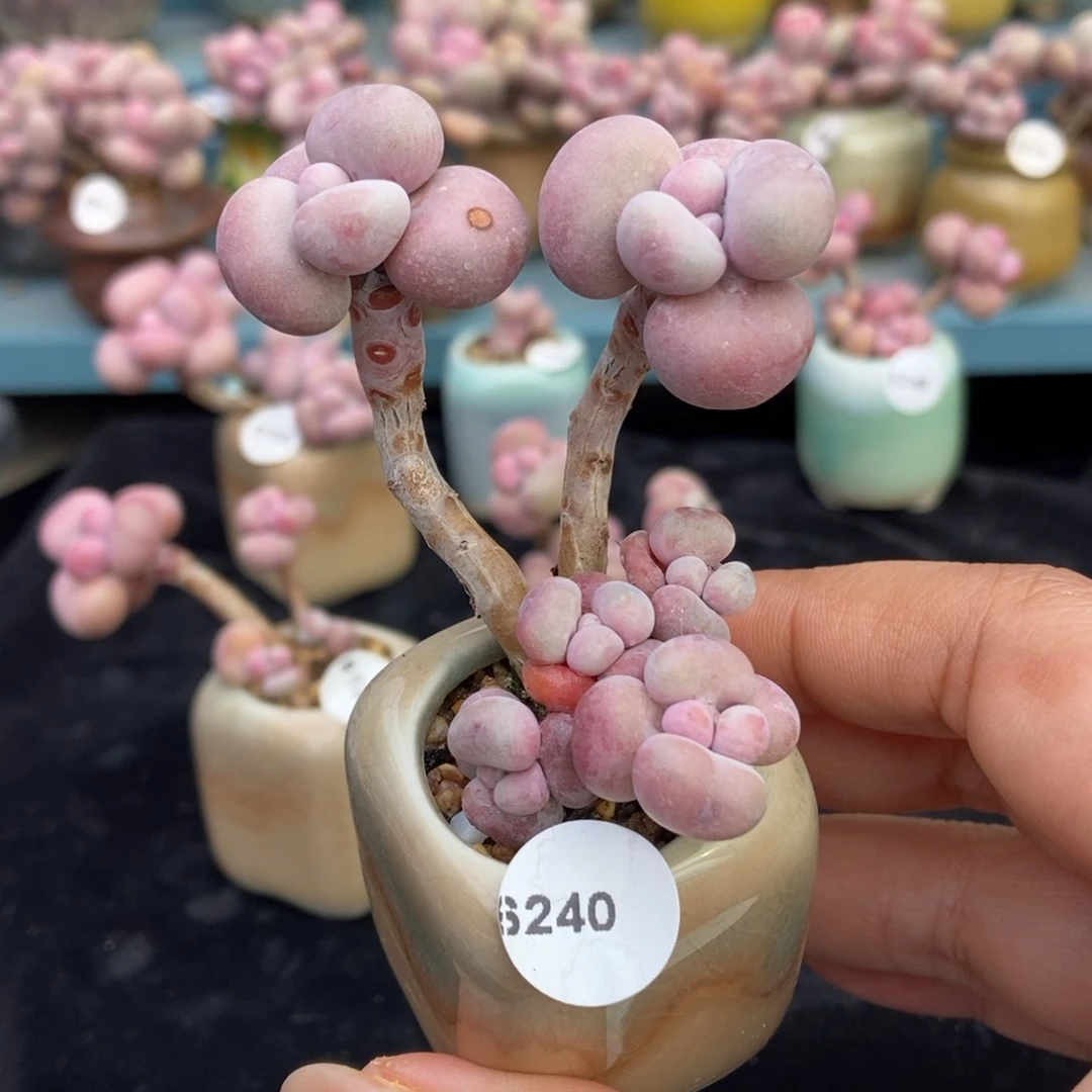 6240糖果腰子蛋带盆土