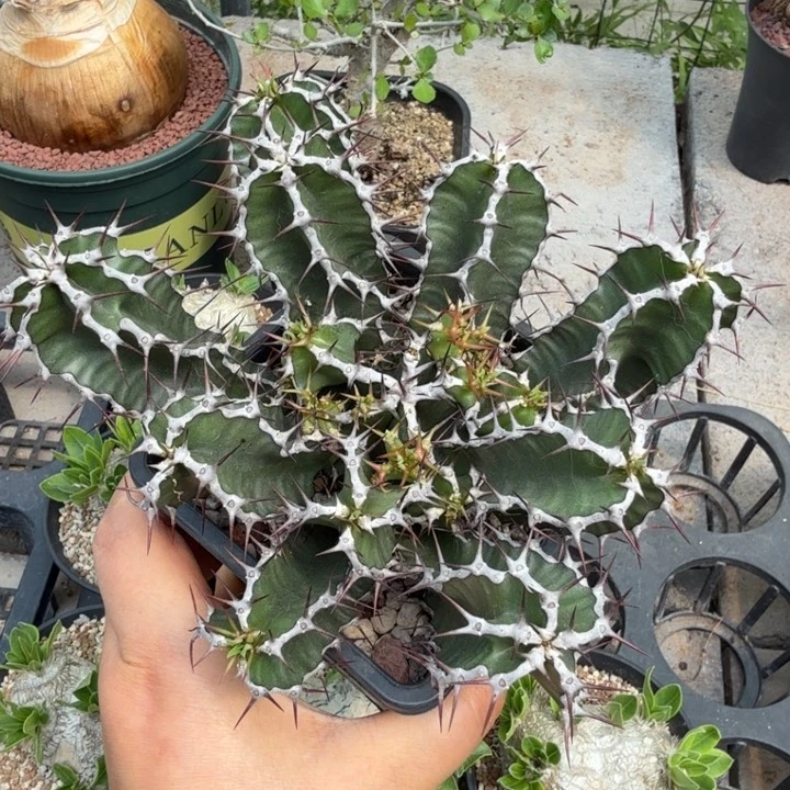 火山大戟678 仙人球
