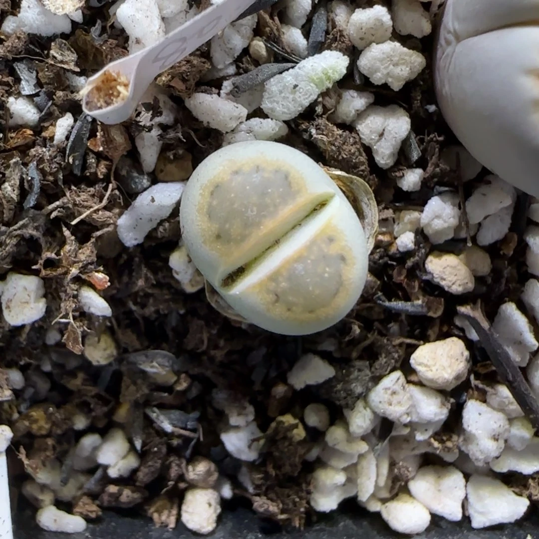 10.24。  216饼干。  2021