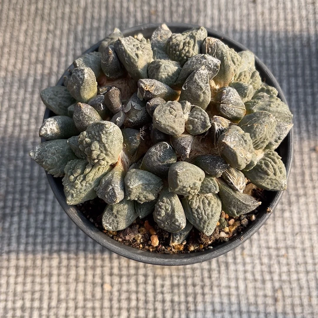 牡丹大群一物一拍下单包邮