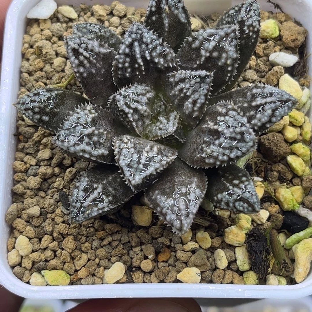 98非组籽播实生寿
