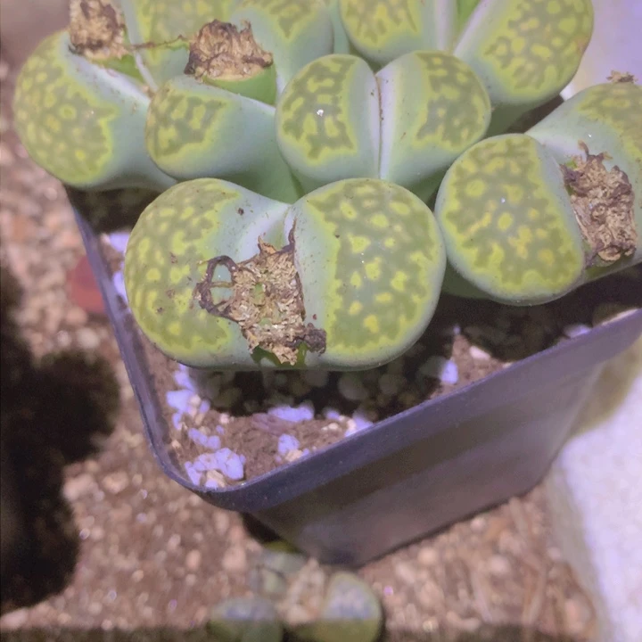 1556589999888888966456688