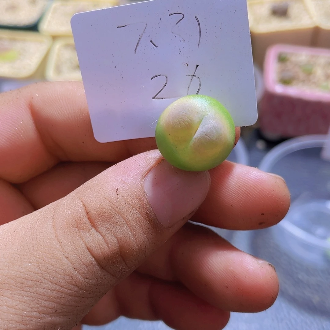 一物一拍-26拉登-1.67