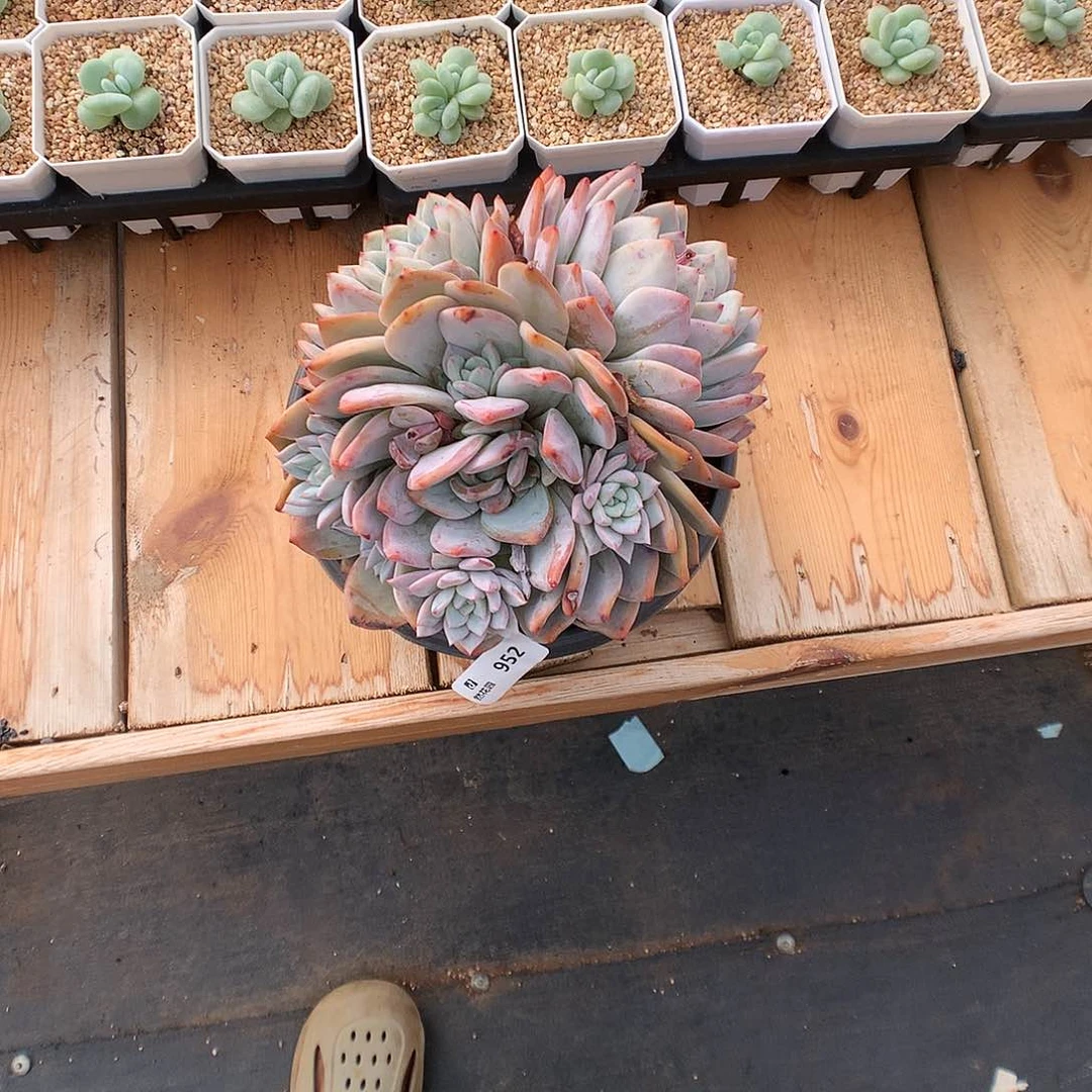 952梦露多肉植物6666
