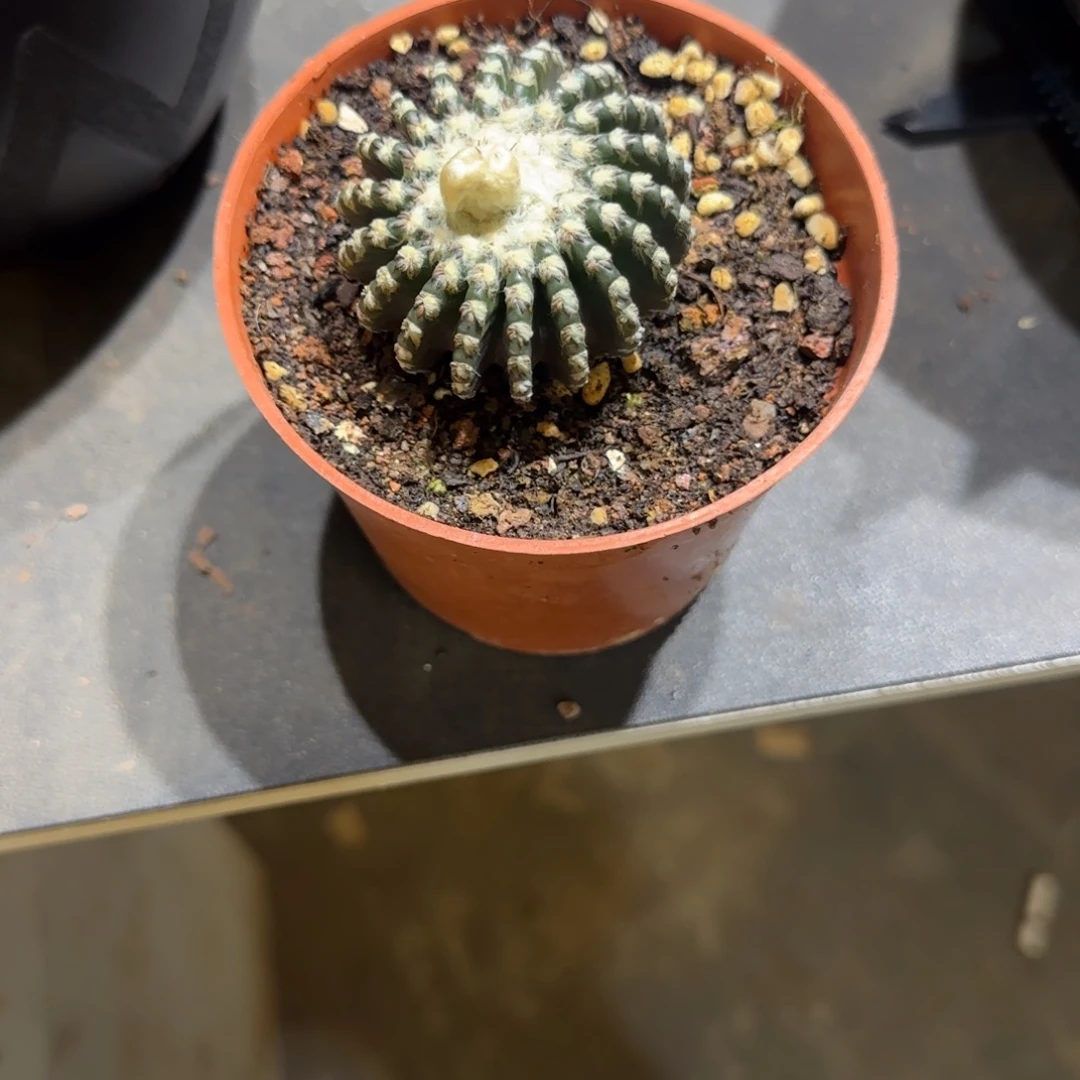 峰***c实生奇特球特价一颗