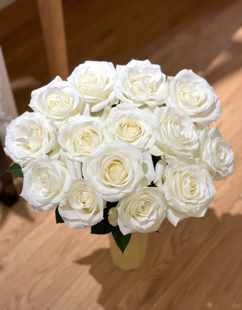 骄傲 玫瑰 三单京东（偏远ZT空运） 花苞需醒花摘叶 揽收无法退款