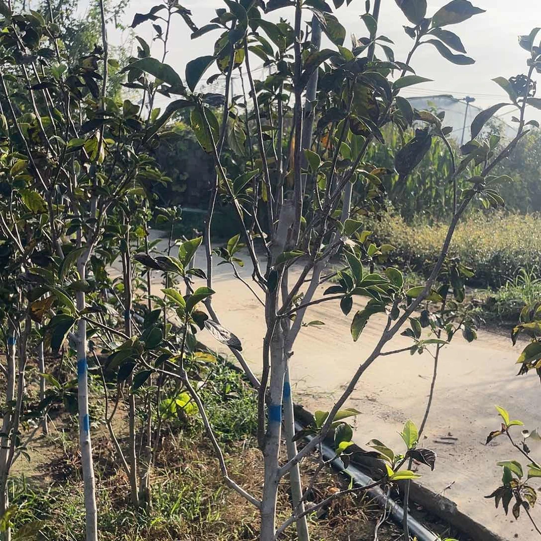 完全开放多季玉兰花