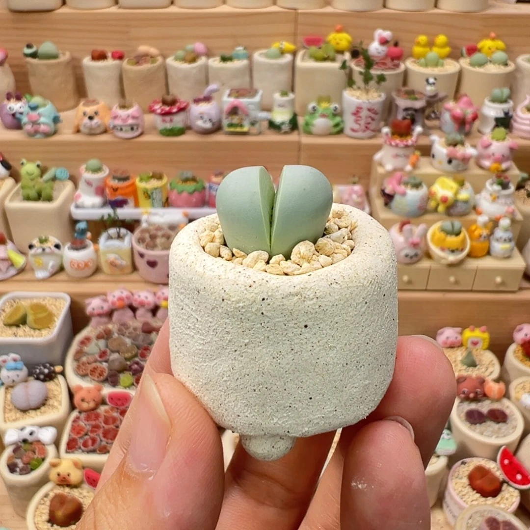 多肉植物56号元宝