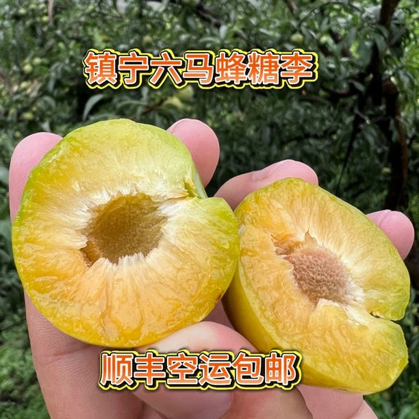 《顺丰包邮》镇宁六马蜂糖李（大果）