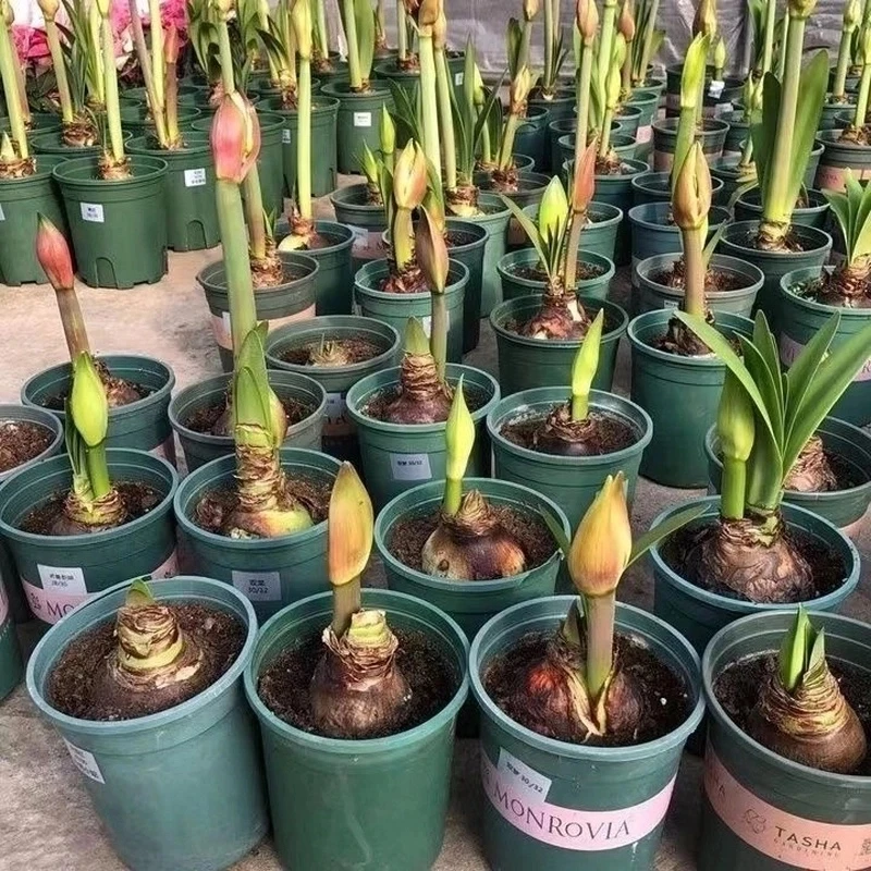 荷兰大朱顶红种球重瓣大花球盆栽室内阳台朱顶红种球当年开花发货