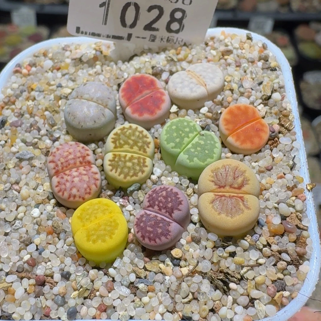 Sss清仓便宜出了1028