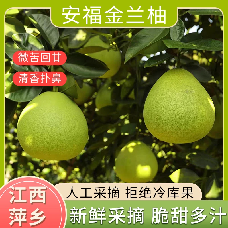 江西柚子新鲜当季现摘安福蚕子果瓣饱满清甜多汁安福金兰柚武功山